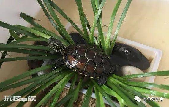 养乌龟的好处介绍(在家里饲养观赏龟的具体好处)-图片4